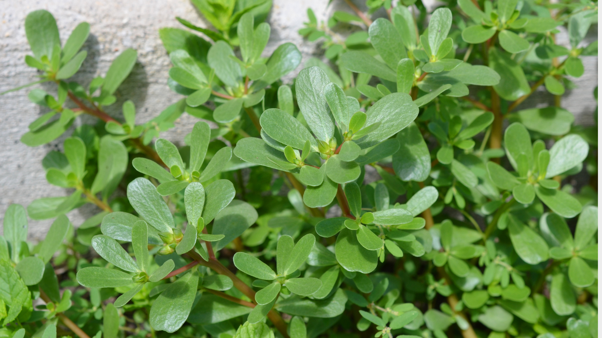 Purslane Extract Benefits for Skin: The Antioxidant-Rich Ingredient Your Routine Might Be Missing