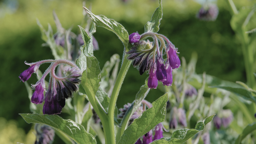 Allantoin Benefits for Skin: The Gentle Healer You’re Probably Overlooking